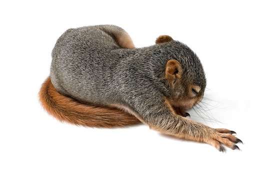 Humanistic Animal Portraits Image 2