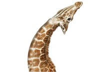 Humanistic Animal Portraits Image 4