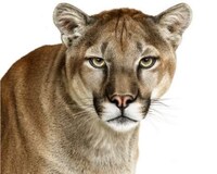 Humanistic Animal Portraits Image 5