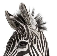 Humanistic Animal Portraits Image 6