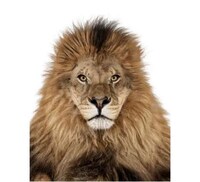 Humanistic Animal Portraits Image 7