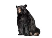 Humanistic Animal Portraits Image 8