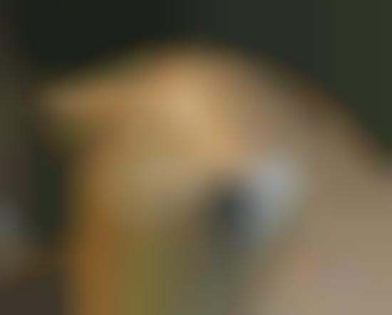 Photographic Pet Face Detection