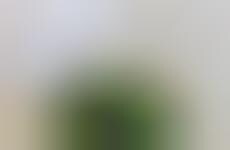 Magical Mycelium Molds : car parts from mushrooms