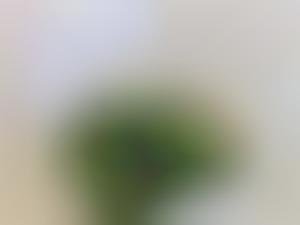 Eco Styrofoam Replacements