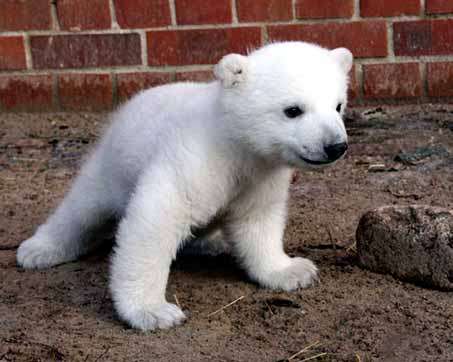 Kill Knut