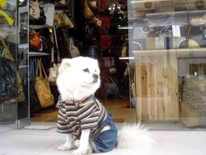 Dog Hired to Welcome Customers at Chinese Store