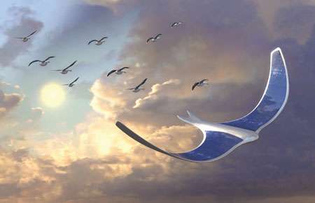 Fly Like A Bird