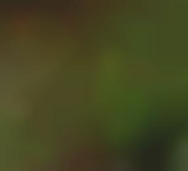 Spot the Bull Ad Campaign