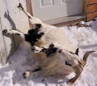 The Fainting Goat Phenomenon