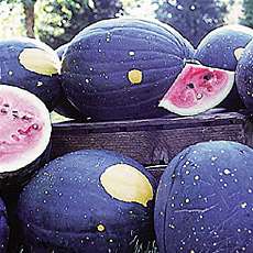 Moon and Star Watermellon