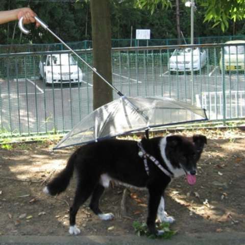 Doggie Rain Shields