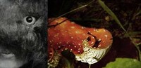 Nightmarish Fairytale Shoots Image 3