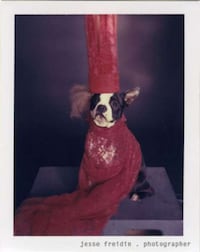 Puppy Pop Stars Image 3