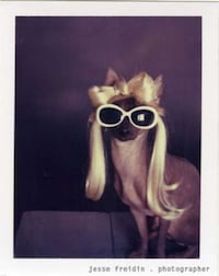 Puppy Pop Stars Image 4