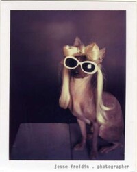 Puppy Pop Stars Image 5