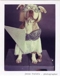 Puppy Pop Stars Image 6