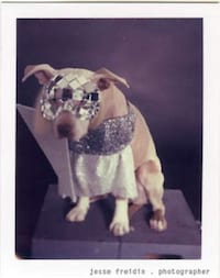 Puppy Pop Stars Image 7