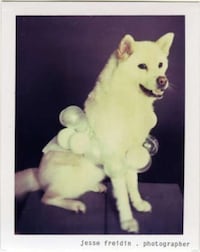 Puppy Pop Stars Image 8