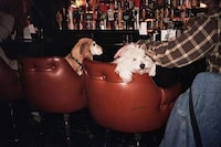Intimate Pet Photography Image 2