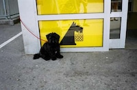 Intimate Pet Photography Image 5