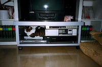 Intimate Pet Photography Image 6