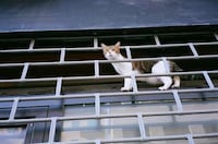 Intimate Pet Photography Image 8