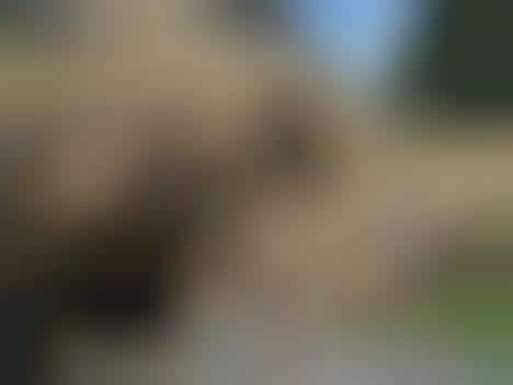 Lifelike Chiseled Trunks