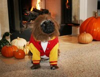 Humiliating Dog-umentaries Image 2