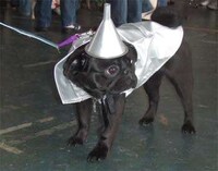 Humiliating Dog-umentaries Image 3