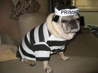 Humiliating Dog-umentaries Image 4