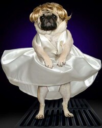 Humiliating Dog-umentaries Image 6