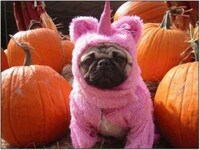 Humiliating Dog-umentaries Image 7