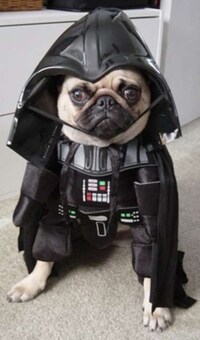 Humiliating Dog-umentaries Image 8