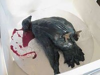 Dead Bird Baking Image 4