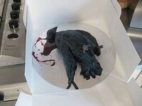 Dead Bird Baking Image 5