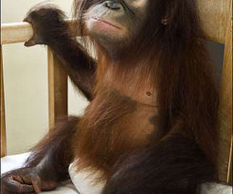 37 Examples of Monkey Business