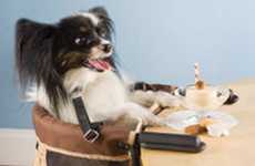 Doggie Table Accessories