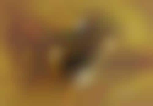 Golden Space Pictorials