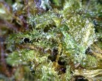 Cannabis Caviar Image 2