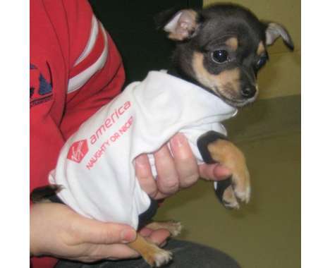 10 Chihuahua Choices