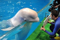 Amazing Artistic Porpoises Image 2