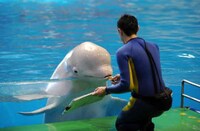 Amazing Artistic Porpoises Image 3