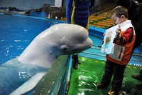 Amazing Artistic Porpoises Image 4