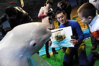 Amazing Artistic Porpoises Image 5