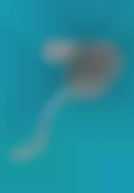 Bold Botanical Illustrations