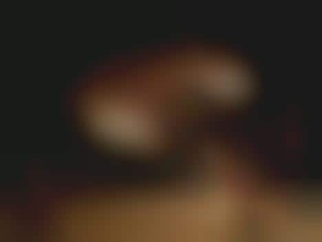 Interactive Avian Lighting