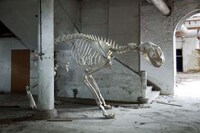 In-Home Museums Image 7