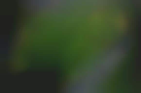 Bird's Eye Photography