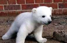 23 Polar Bear Innovations